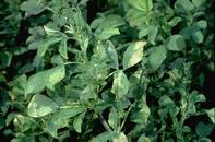 Downy mildew