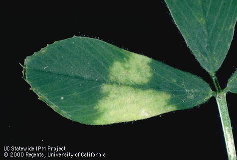 Foliage damaged by downy mildew.