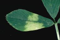 Close-up of downy mildew