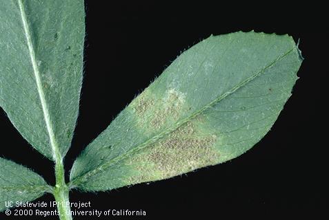 Foliage damaged by downy mildew.