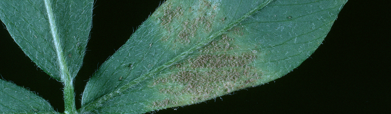 Downy mildew on underside of leaves has downy masses of gray to violet spore-bearing structures.