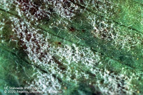 White mycelia mats of a downy mildew, <i>Peronospora trifoliorum</i>, on the underside of a leaf.