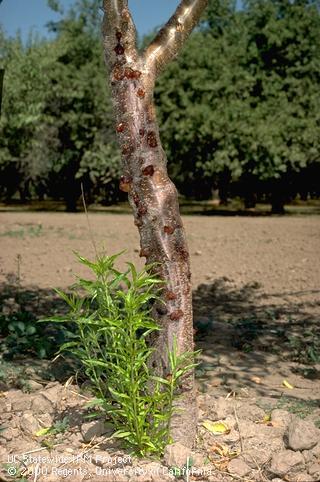 Trunk damaged by aerial Phytophthora.