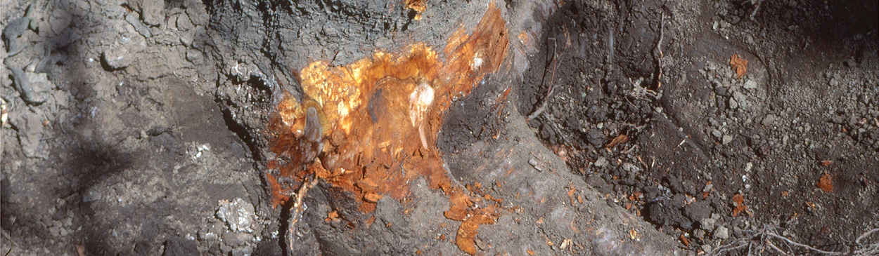 Discolored wood in the crown tissues caused by Phytophthora infection.