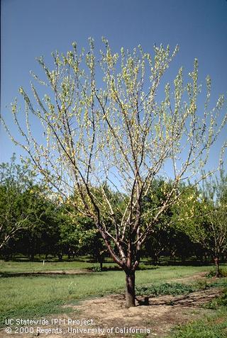 Field symptoms of Phytophthora root and crown rot.