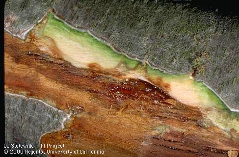 Symptoms of Phytophthora crown (root) rot.