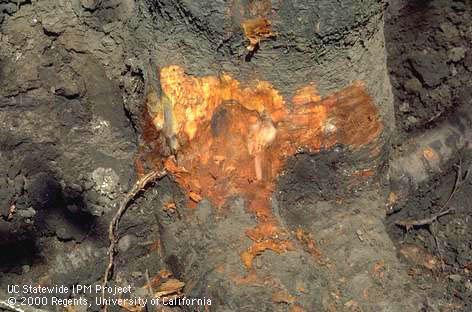 Reddish brown Phytophthora crown rot canker with zonate margin.