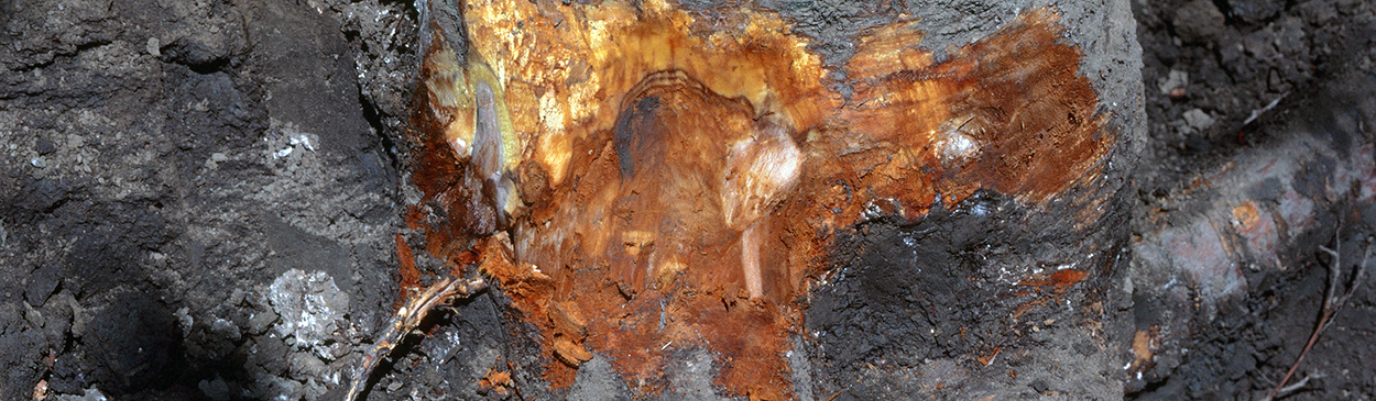 Reddish brown Phytophthora crown rot canker with zonate margin.