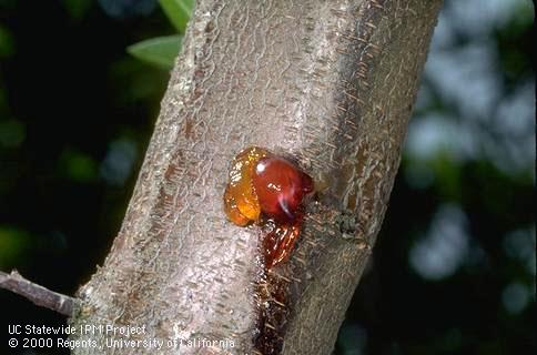 Bacterial canker ooze.