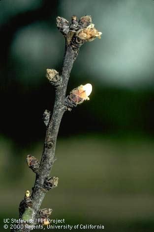 Almond flower buds killed by bacterial canker (bacterial blast).