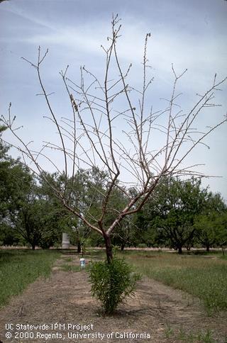 Field shot of bacterial canker.