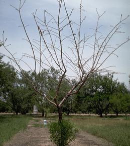 Young tree affected by bacterial canker