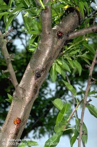 Trunk damaged by bacterial canker.