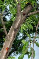 Trees infected with bacterial canker develop cankers that ooze gum