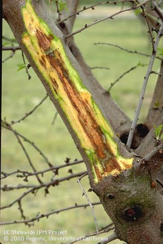 Bark cut off a bacterial canker, <i>Pseudomonas syringae</i>, exposing brown, diseased cambium and wood adjacent to healthy, green cambial tissue.