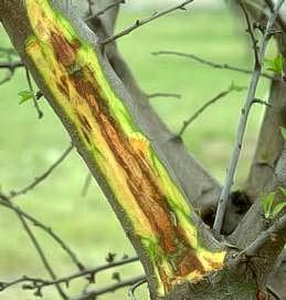 Bark cut off a bacterial canker revealing brown, diseased cambium.