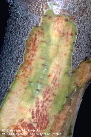 Trunk damaged by bacterial canker.