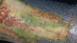 Red flecks in wood beneath the main canker