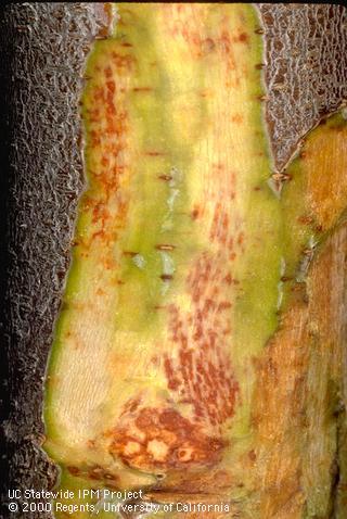 Reddish flecking in the phloem beyond the margin of a bacterial canker.