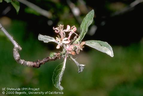 Blossom damaged by powdery mildew.