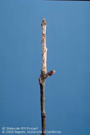 White, flattened, pointed apple buds are overwintering sources of powdery mildew, Podosphaera leucotricha.