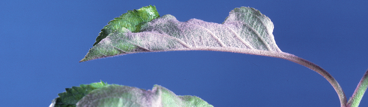 Whitish patches on the undersides of leaves are a symptom of powdery mildew.