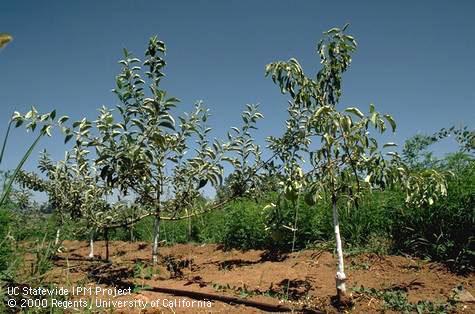 Field shot of Phytophthora crown rot, Phytophthora root rot.