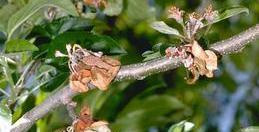 Apple blossoms and shoots