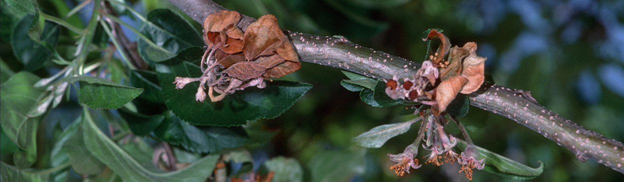 Apple blossoms infected with bacterial blast.