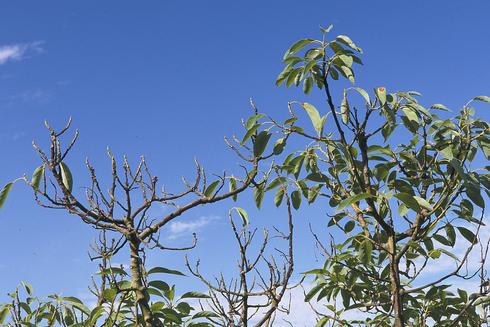 Avocado with dead twigs, leafless branches, and sparse foliage from Phytophthora root rot, caused by <I>Phytophthora cinnamomi.</I> .