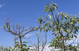 A pale, sparse canopy and shoot dieback due to avocado root rot.