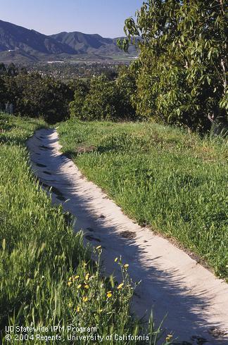 Concrete drainage ditch on a slope above an avocado grove to divert runoff water and soil contaminated with the Phytophthora root rot pathogen, <I>Phytophthora cinnamomi.</I>.