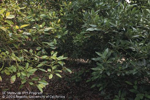 A healthy avocado (right) next to a tree with sparse foliage and chlorotic leaves from Phytophthora root rot, caused by <I>Phytophthora cinnamomi.</I>.