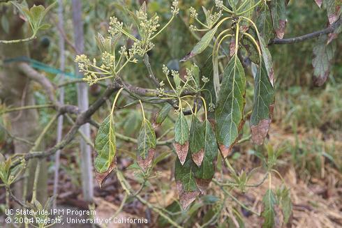 Old drooping leaves with necrotic tips on an avocado with Phytophthora root rot, caused by <I>Phytophthora cinnamomi.</I>.