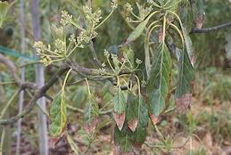 Pale, wilted leaves with brown tips due to avocado root rot.