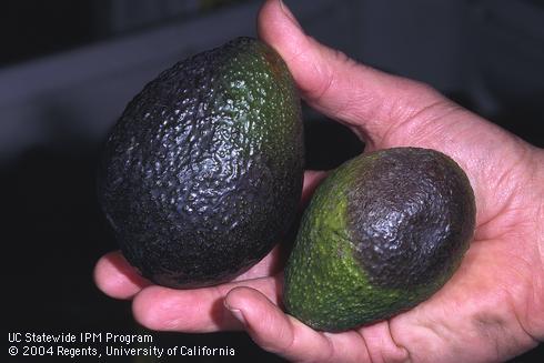 Phytophthora fruit rot: black circular area on an avocado fruit.