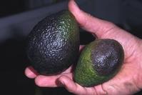 Phytophthora fruit rot