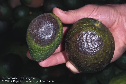 Phytophthora fruit rot: black circular area on an avocado fruit caused by <I>Phytophthora cinnamomi,</I> identical to symptoms commonly caused by <I>P. citricola.</I>.