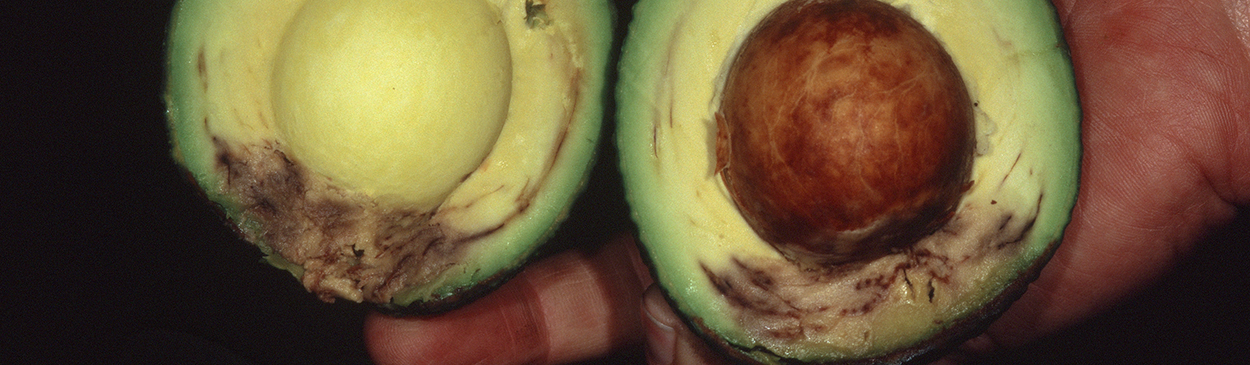 Dark decay of avocado fruit flesh caused by Phytophthora cinnamomi.