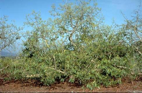 Avocado tree dying from Phytophthora cinnamomi.