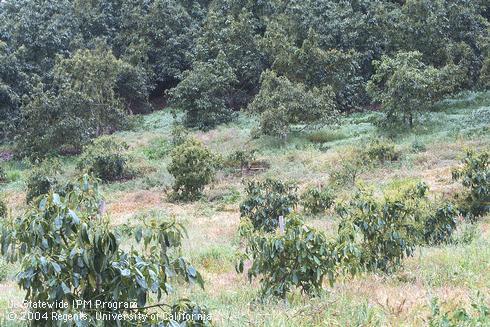 Pale wilted leaves of a young avocado tree with Phytophthora root rot, caused by <I>Phytophthora cinnamomi.</I>.