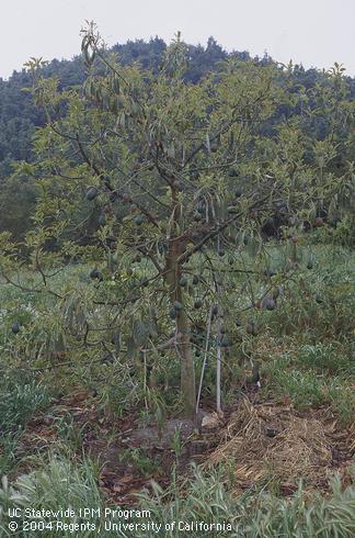 Old wilted leaves with necrotic tips, small pale new leaves, and many small fruit on an avocado with Phytophthora root rot, caused by <I>Phytophthora cinnamomi.</I>.