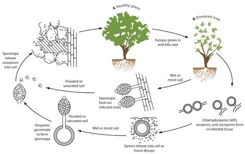 Life cycle of Phytophthora root rot, <i>Phytophthora cinnamomi.</i>.