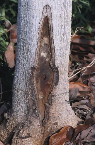 Canker on an avocado trunk with cambium killed by a phosphoric acid injection to control Phytophthora root rot, caused by <I>Phytophthora cinnamomi.</I>.