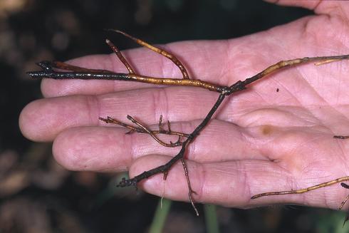 Avocado roots darkened and killed by Phytophthora root rot, <I>Phytophthora cinnamomi.</I> .