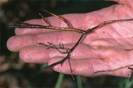 Rootlets darkened by Phytophthora