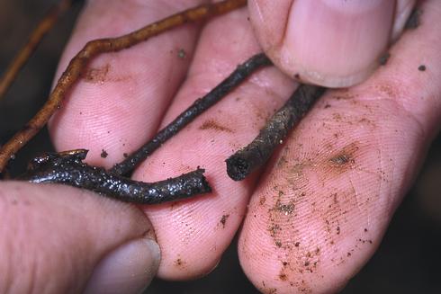 Avocado roots darkened and killed by Phytophthora root rot, <I>Phytophthora cinnamomi.</I> .