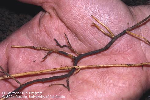 Healthy, pale avocado rootlet compared with a black feeder root killed by Phytophthora root rot, caused by <I>Phytophthora cinnamomi.</I>.