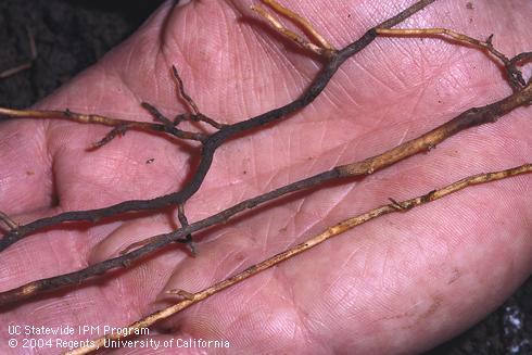 Healthy, pale avocado rootlet compared with a black feeder root killed by Phytophthora root rot, caused by <i>Phytophthora cinnamomi.</i>.