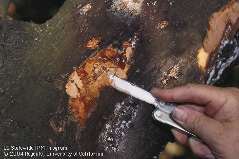 Cutting away tree limb bark to inspect a Phytophthora trunk canker and crown rot, caused by <I>Phytophthora mengei (= P. citricola).</i>.